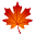 maple leaf
